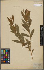 Foto von Salix purpurea L. x Salix viminalis L.